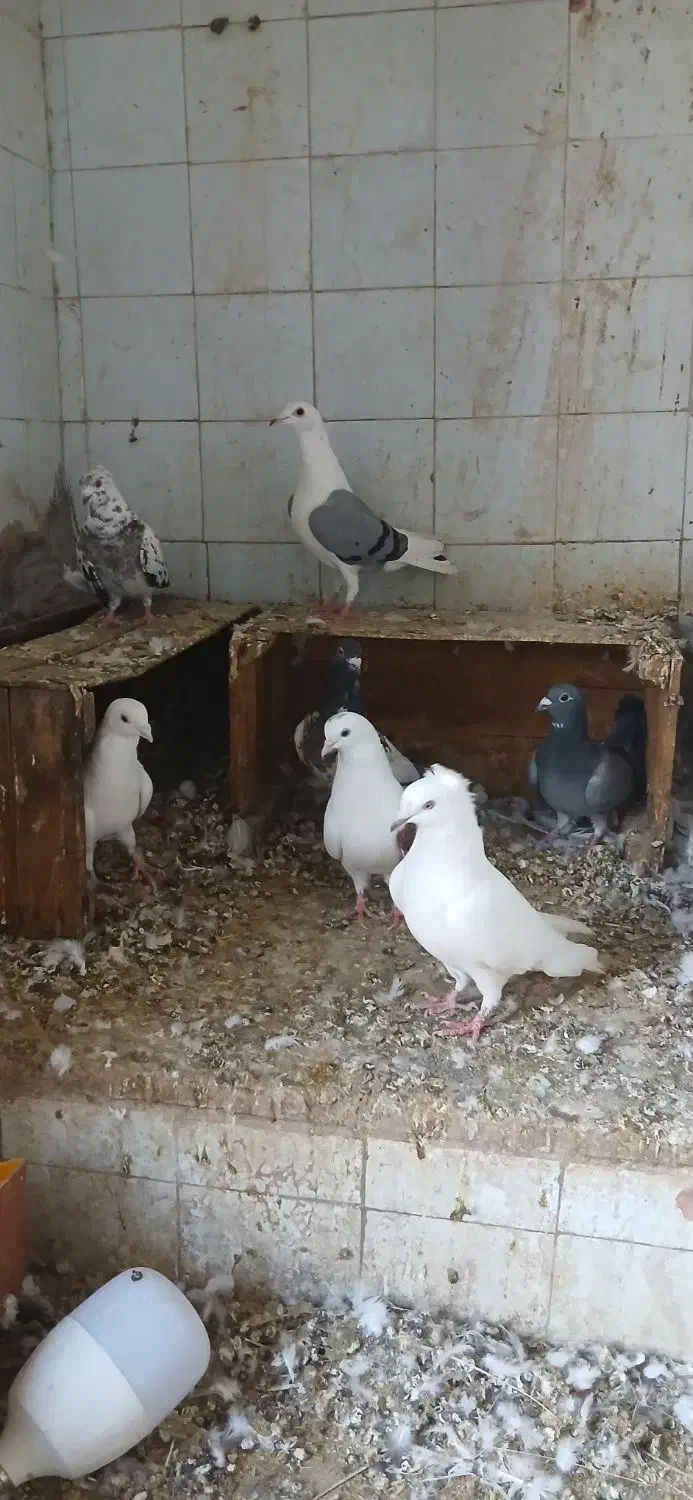 کفتر|پرنده|خرمشهر, |دیوار