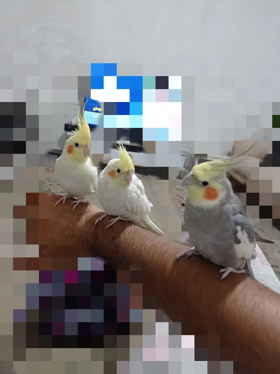 عروس هلندی|پرنده|ری, فیروزآباد|دیوار