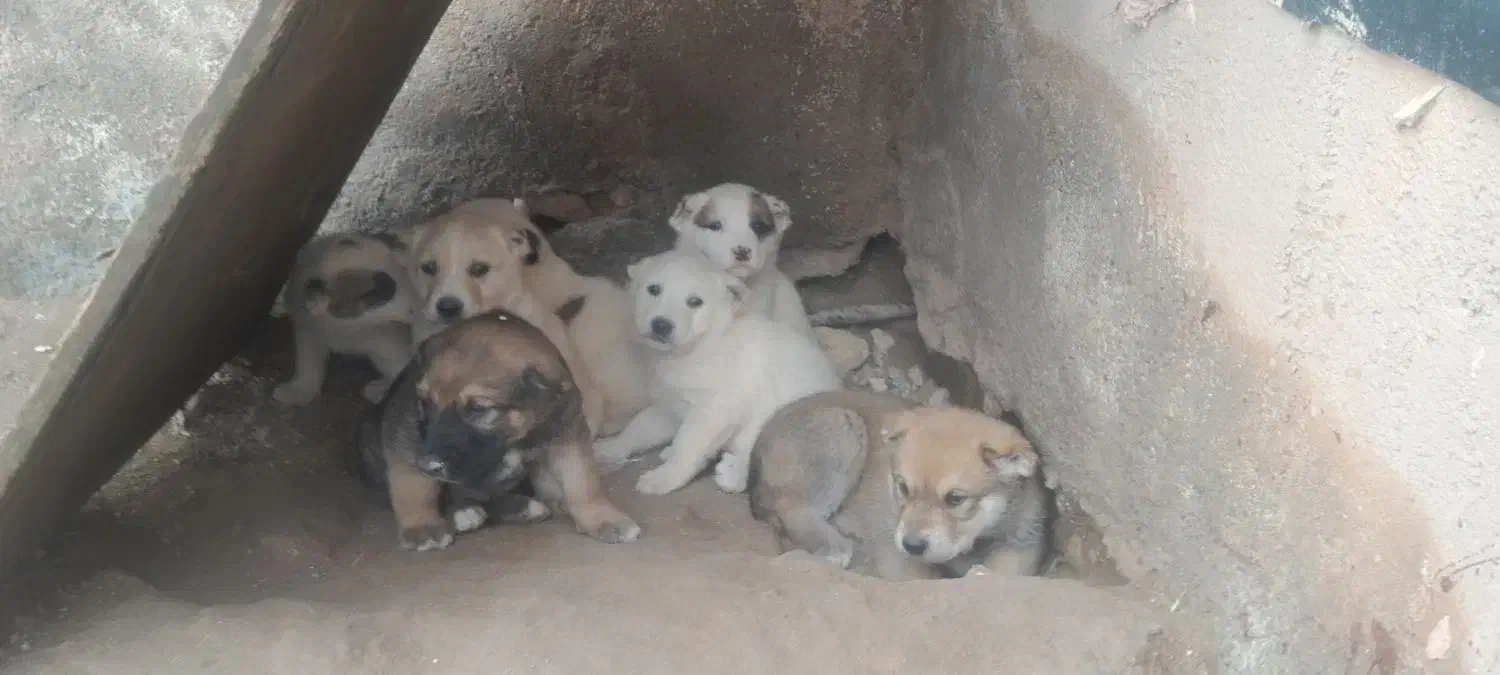 توله سگ|سگ|باشتین, |دیوار