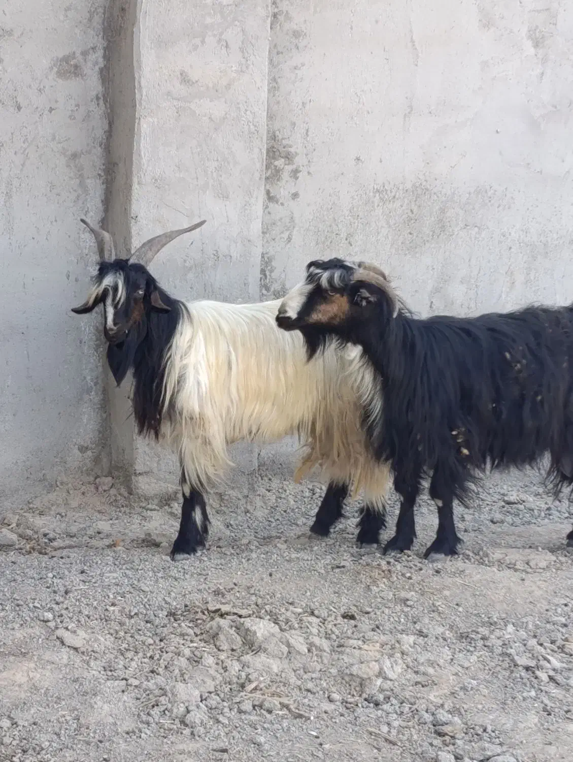 بز  فروشی|حیوانات مزرعه|اندیمشک, |دیوار