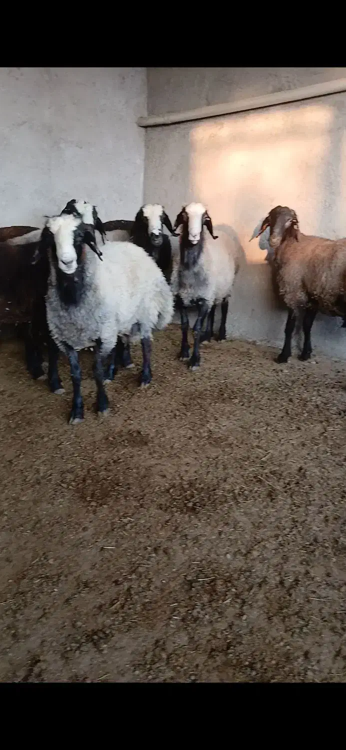 بره نر چاق|حیوانات مزرعه|رامند, |دیوار