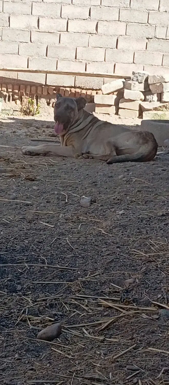 واگذاری سگ سرابی|سگ|زنجانرود, |دیوار