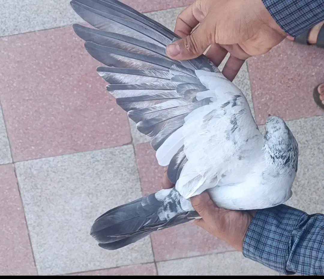 کفت.ر|پرنده|سیرجان, |دیوار