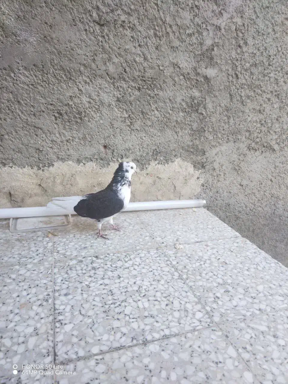 شازده|پرنده|وحیدیه, |دیوار