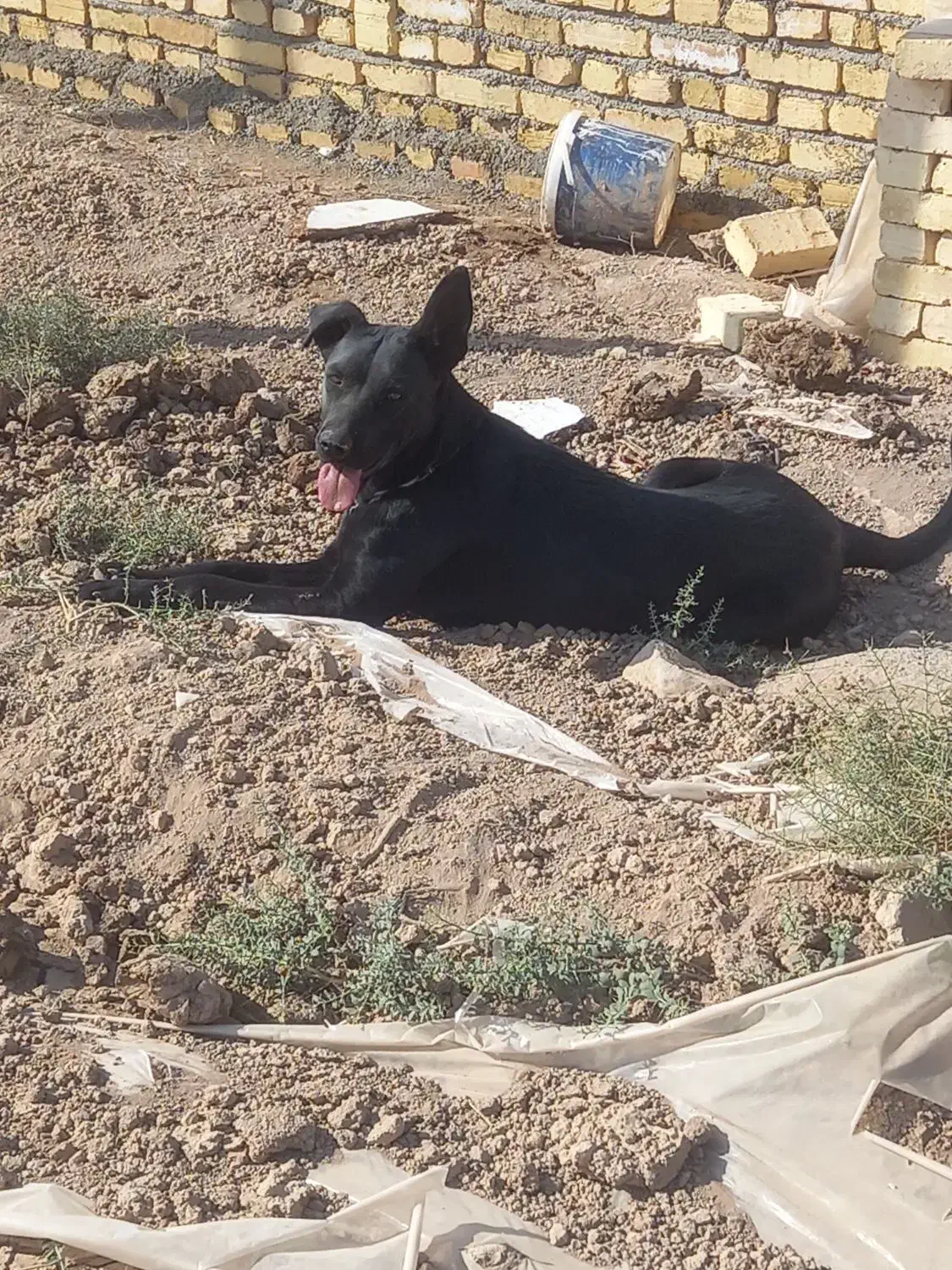 سگ ماده بلک|سگ|جوادآباد, |دیوار