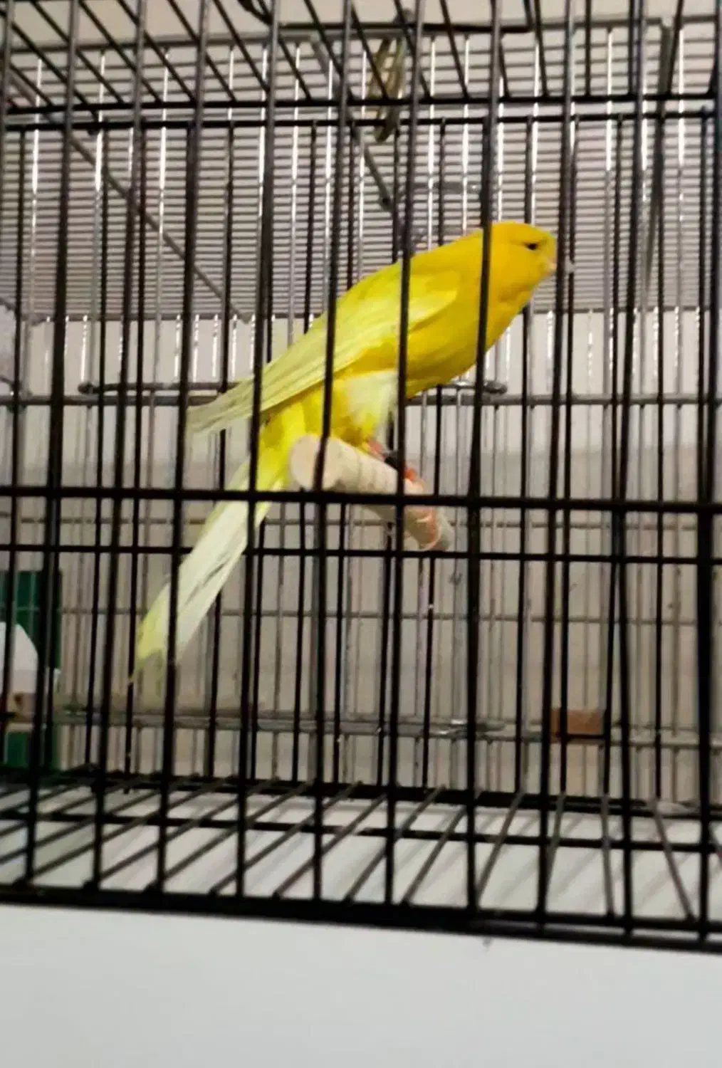 قناری رسمی بلند نر ماده|پرنده|تهران, جنتآباد جنوبی|دیوار