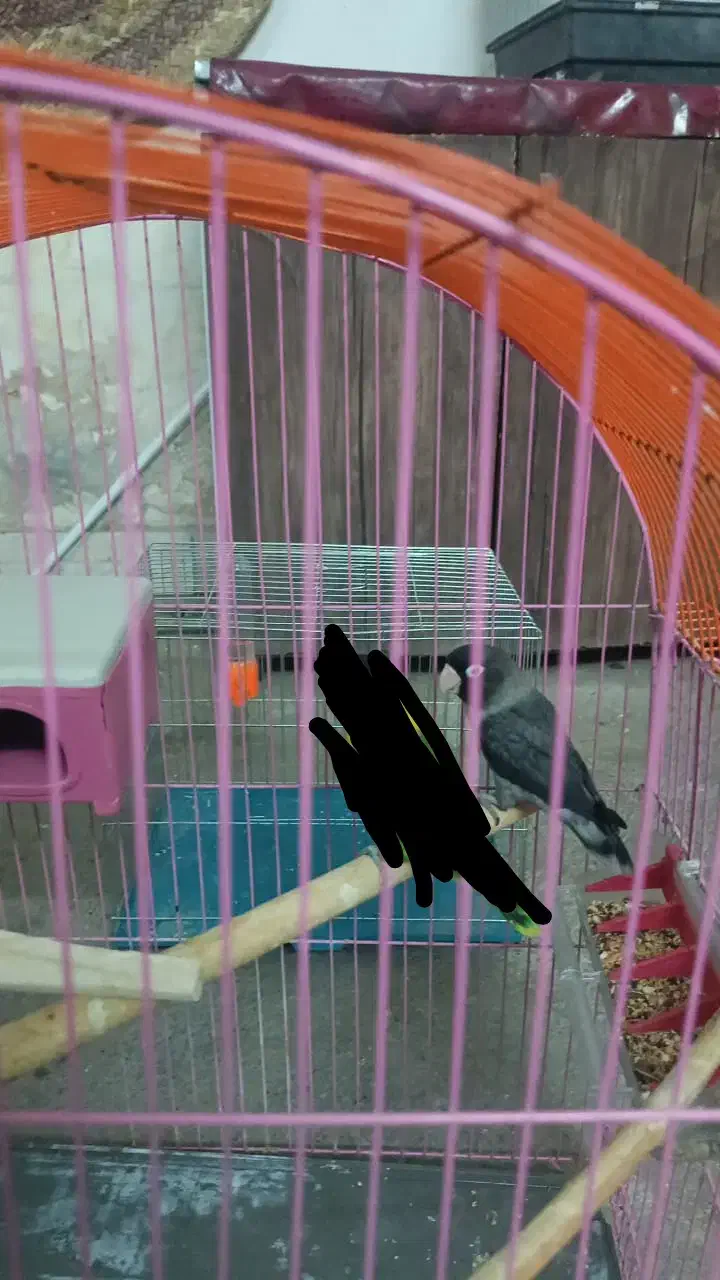 طوطی برزیلی کاسکویی نر مادش پریده|حیوانات|دزفول, |دیوار