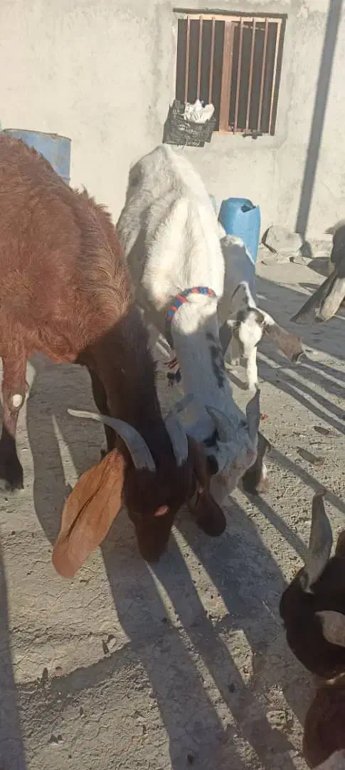 فروش بز با شنک معامله هم میکنم|حیوانات مزرعه|سراوان, |دیوار