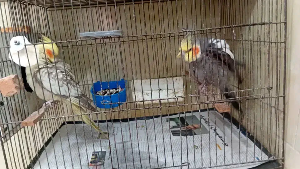 دوعدد عروس هلندی آماده برای جوجه کشی|پرنده|فومن, |دیوار