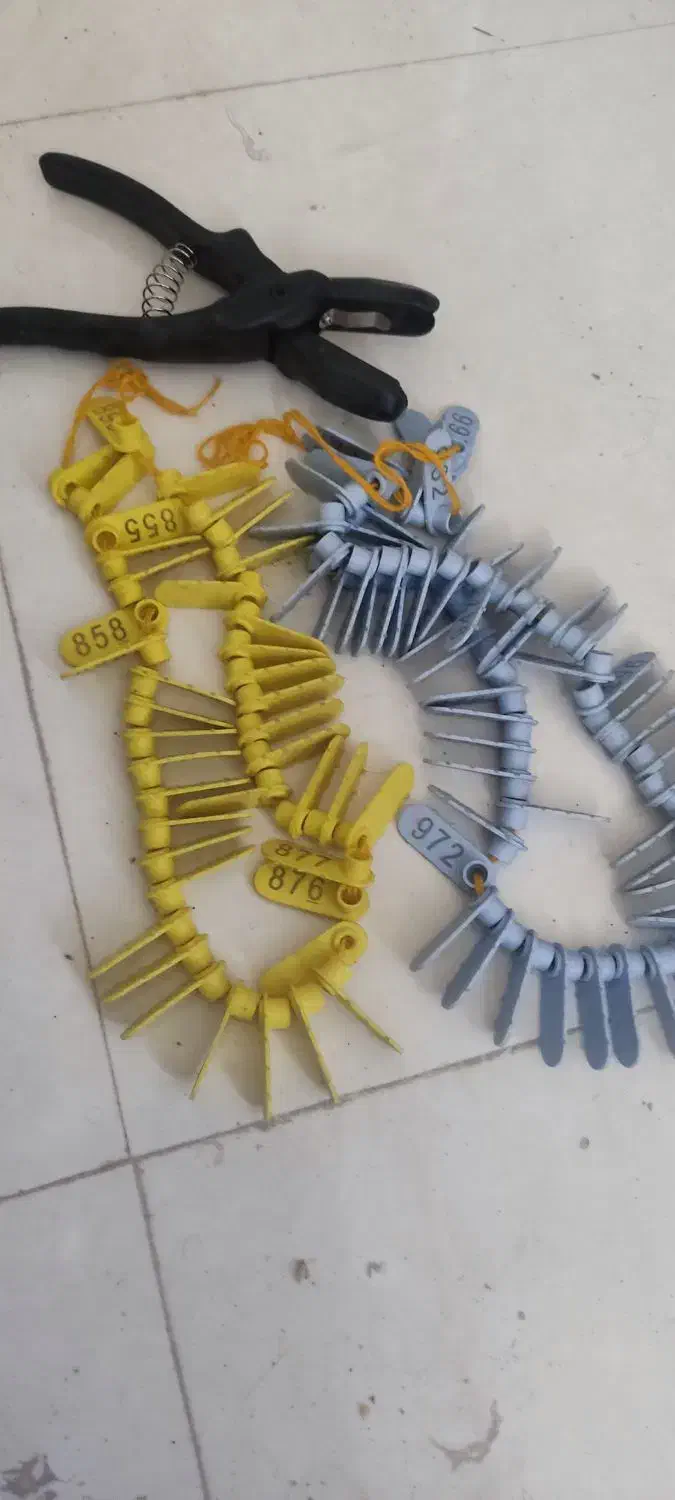 پلاک گوش گوسفند|حیوانات مزرعه|شهریار, کهنز|دیوار