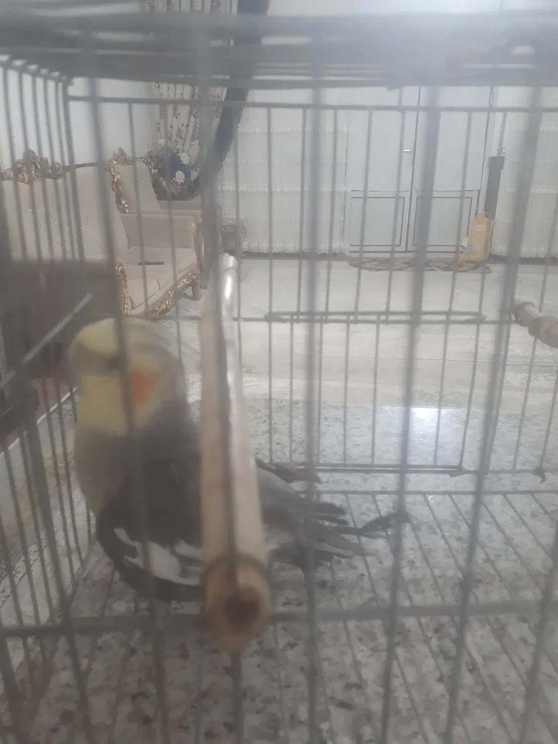 یک عروس هلندی نر بالغ|پرنده|کبودرآهنگ, |دیوار