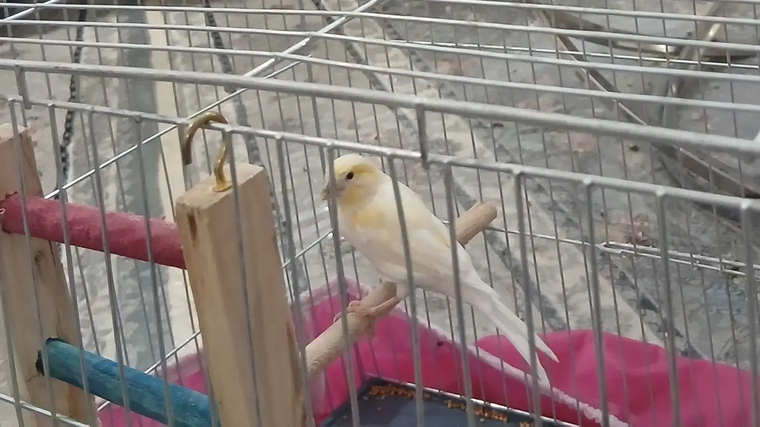 قناری نر|پرنده|کبودرآهنگ, |دیوار