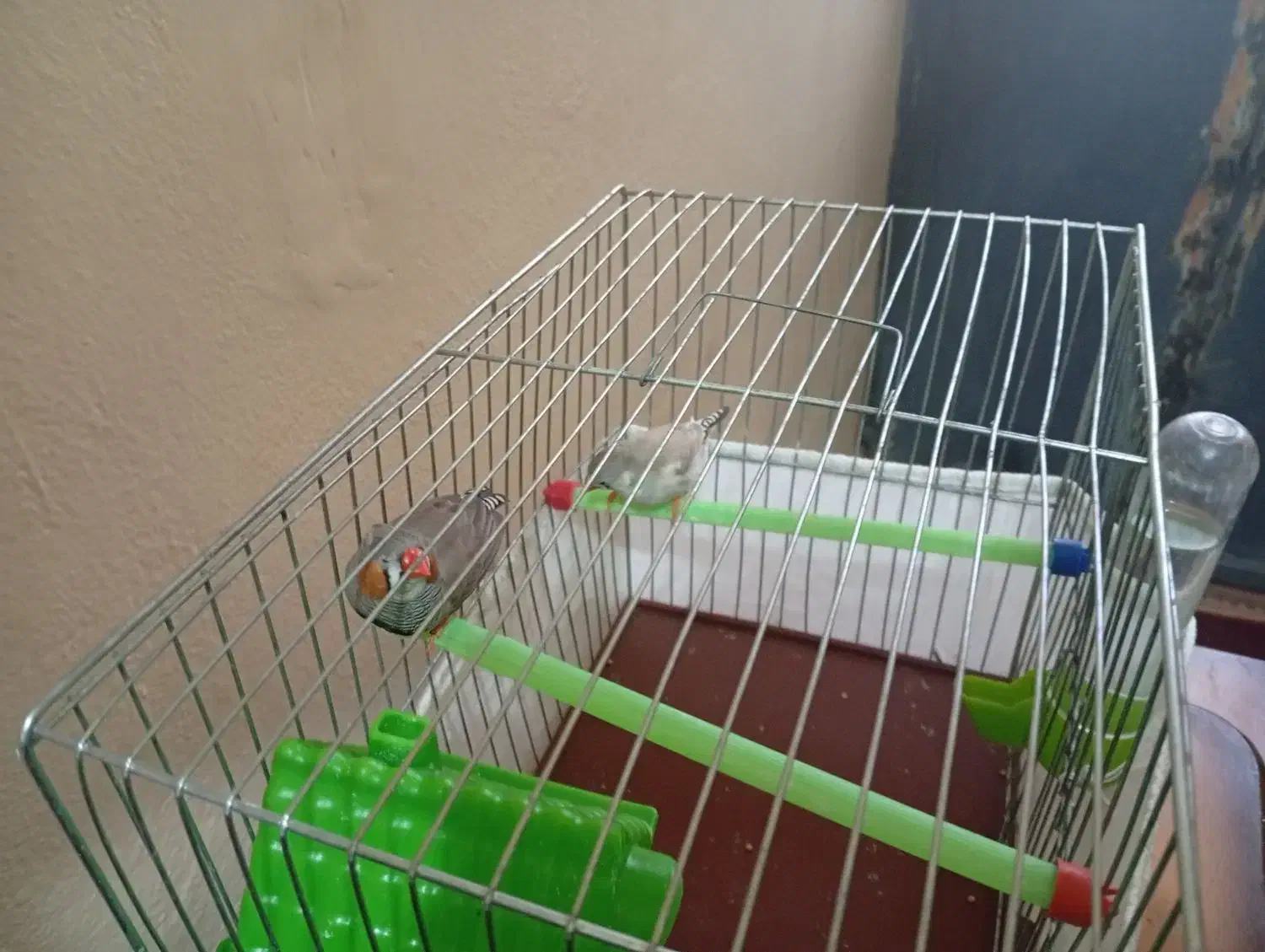 فنچ|پرنده|بندرعباس, |دیوار