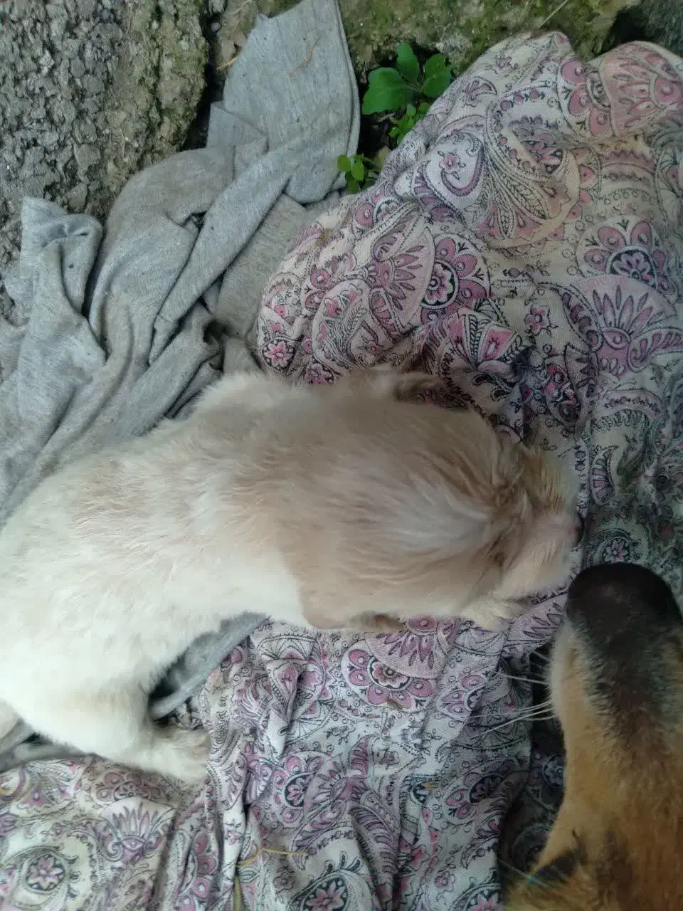 واگذاری توله تریر|سگ|لاهیجان, لیالستان|دیوار