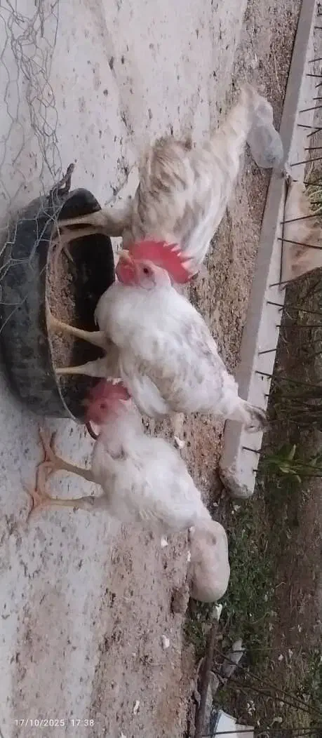 خروس|حیوانات مزرعه|خورموج, |دیوار