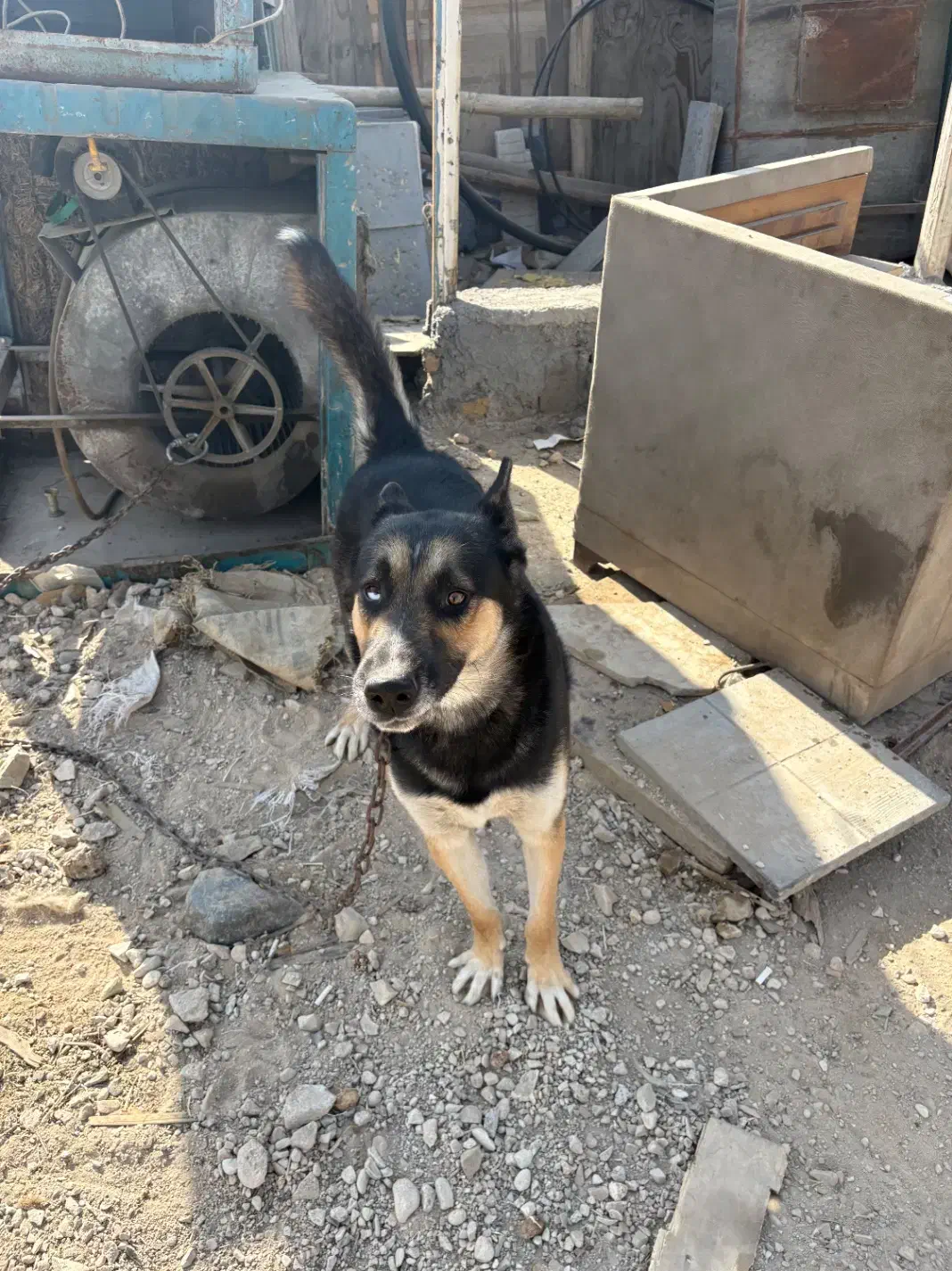 ژرمن‌هاسکی|سگ|پردیس, شهرک صنعتی کمرد|دیوار