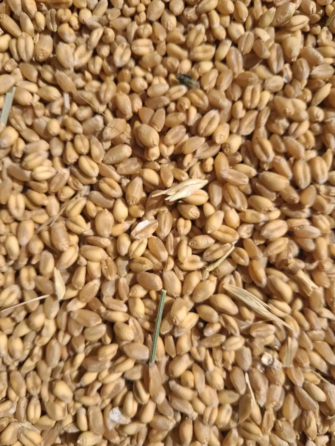 گندم بذری  آبی پیشگام کیلویی ۲۹۰۰۰تومان|گل و گیاه طبیعی|خزل, |دیوار