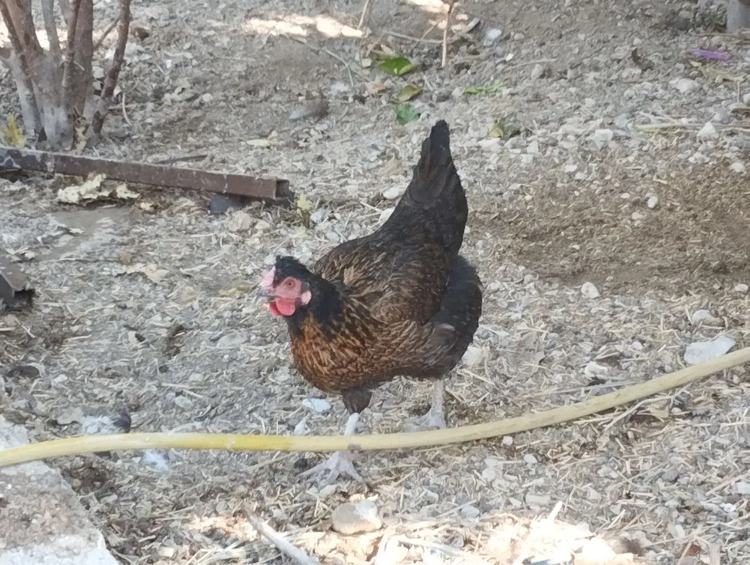 مرغخاگگذارسیاهورنگیاصیل|حیوانات مزرعه|کازرون, |دیوار