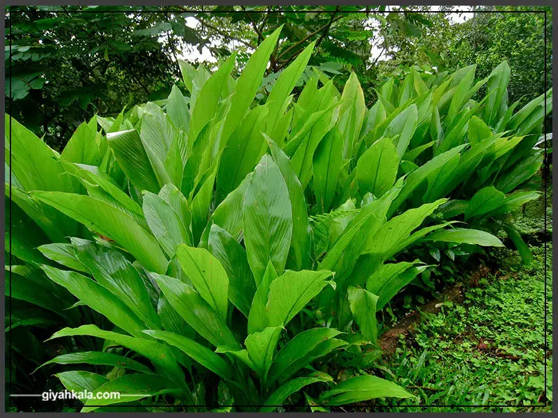 فروش ویژه پودر عسل زردچوبه تولید داخل|خوردنی و آشامیدنی|تهران, شهرک علم و فناوری|دیوار