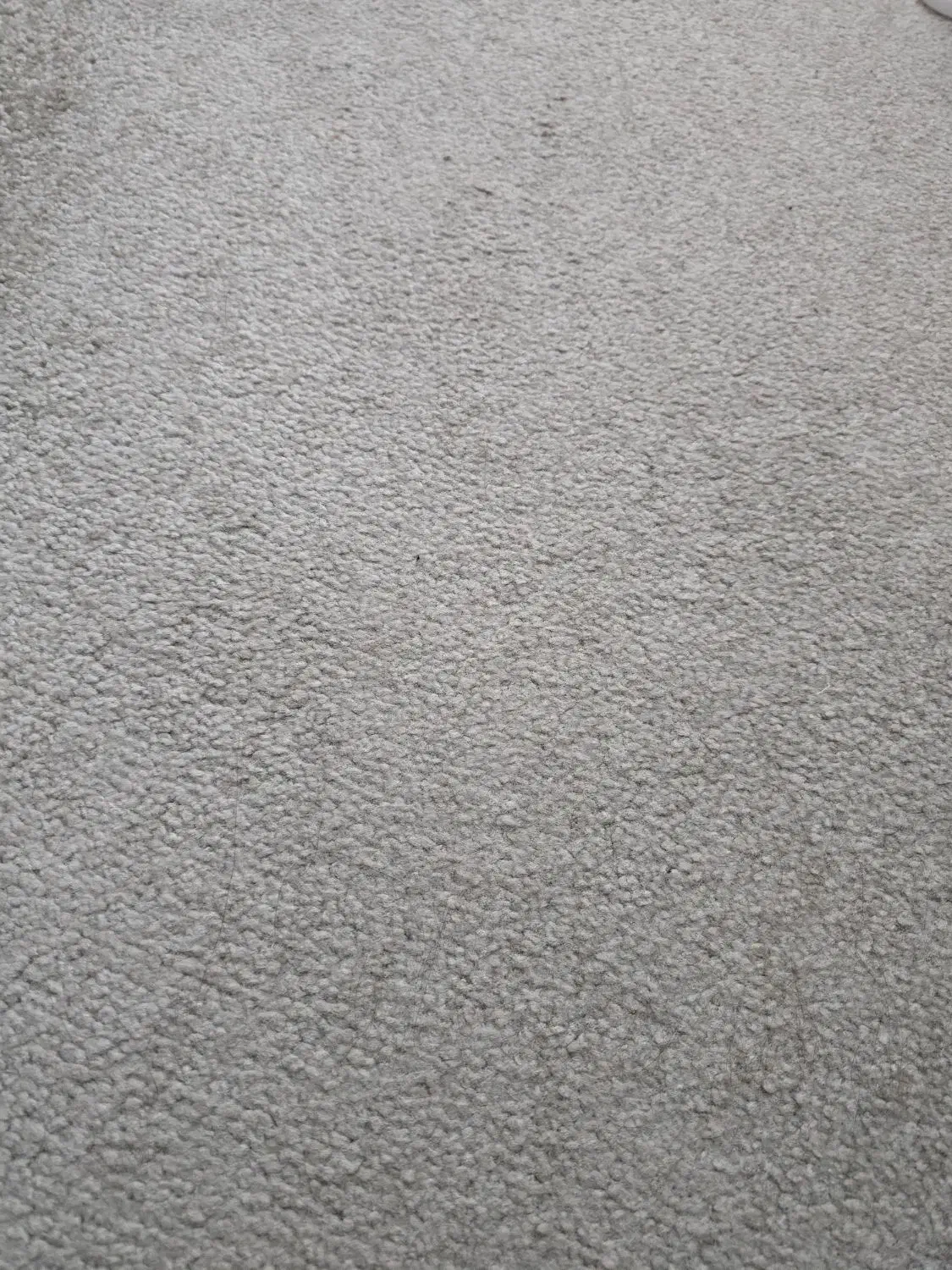 موکت پالاز|موکت|آبادان, |دیوار