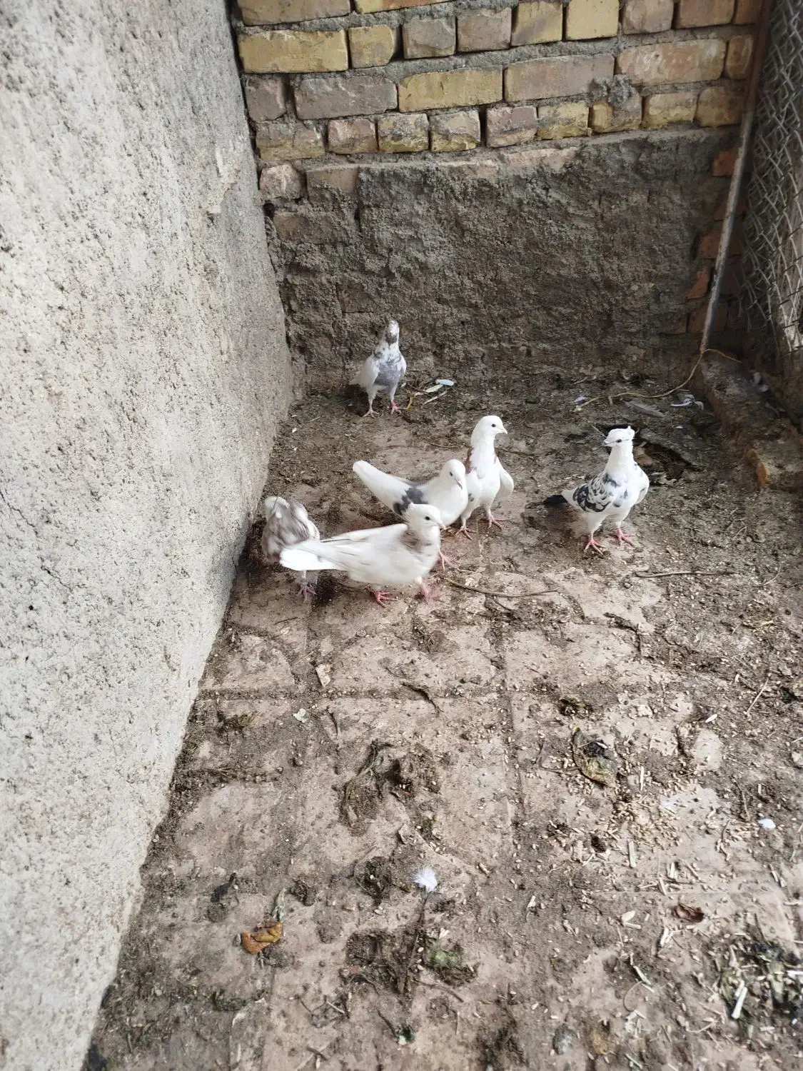 کبوتر|پرنده|تهران, آسمان|دیوار