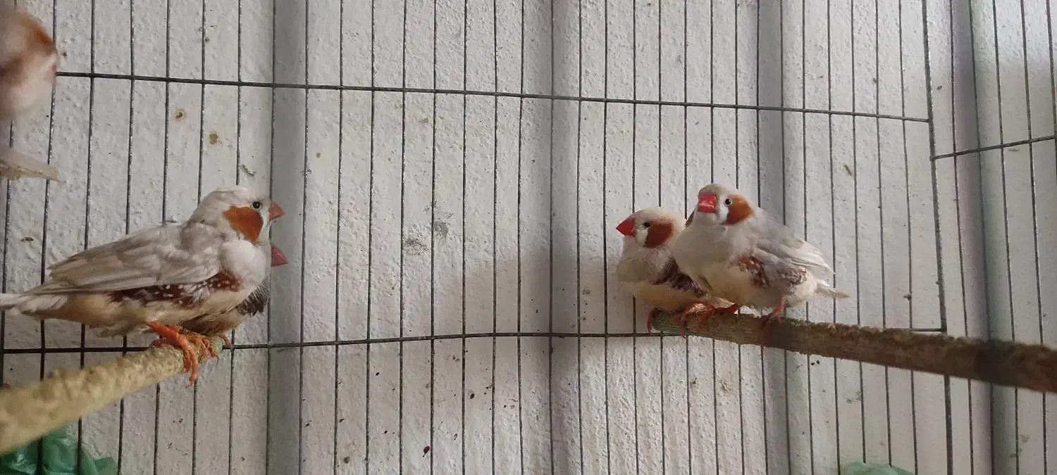 فنج کینگ سایز درشت|پرنده|لاهیجان, شهید آوینی|دیوار