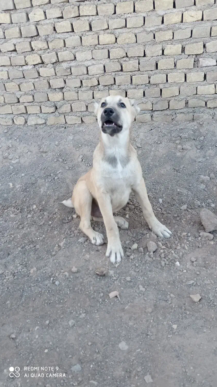 گمشده|سگ|سبزوار, کهنه آب|دیوار