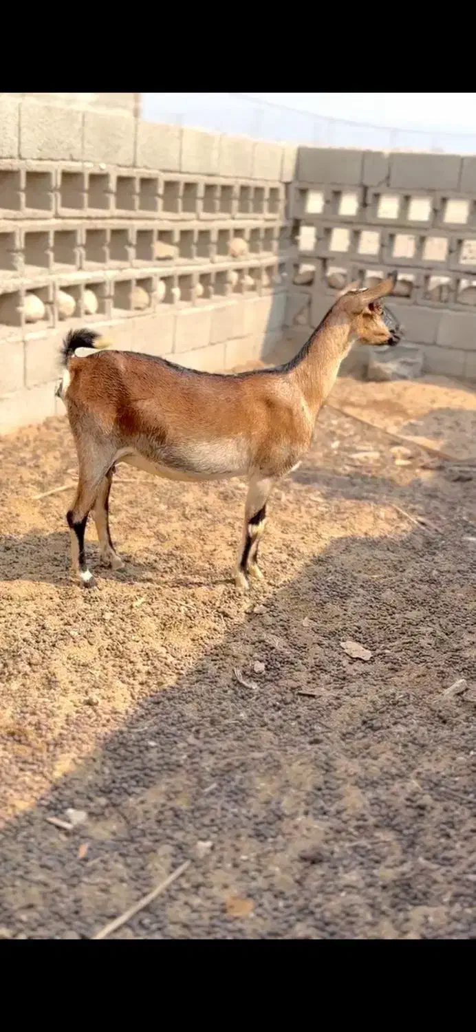 خالص و ناب|حیوانات مزرعه|بندر گناوه, |دیوار