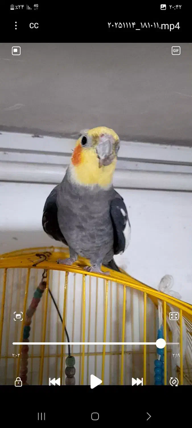 عروس هلندی گمشده  ۱ میلیون  مژدگانی برای یابنده|حیوانات|رشت, شهرک شهید مفتح|دیوار