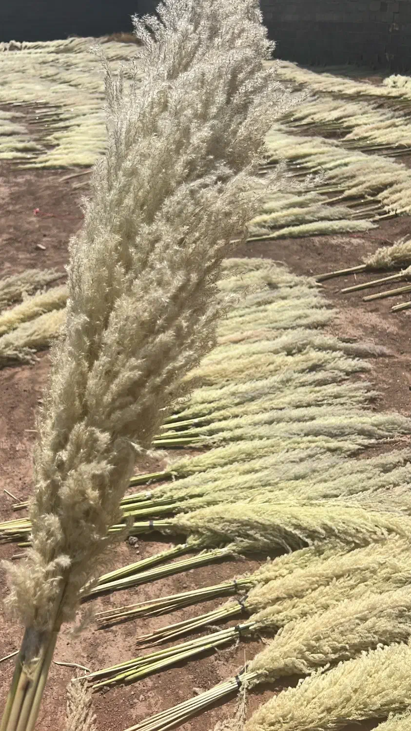 پامپاس به صورت عمده|گل و گیاه طبیعی|گلستان (تهران), |دیوار