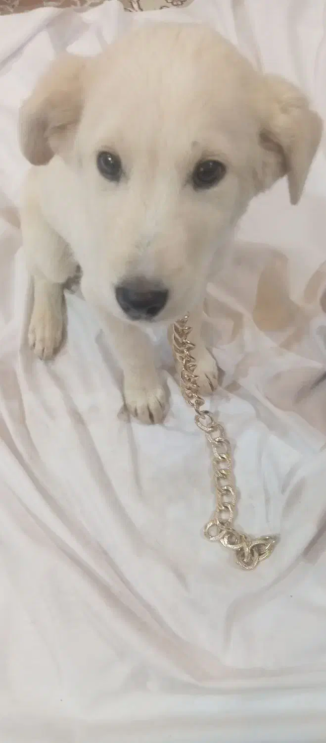 سگ لابرادور رتریور|سگ|یزد, |دیوار