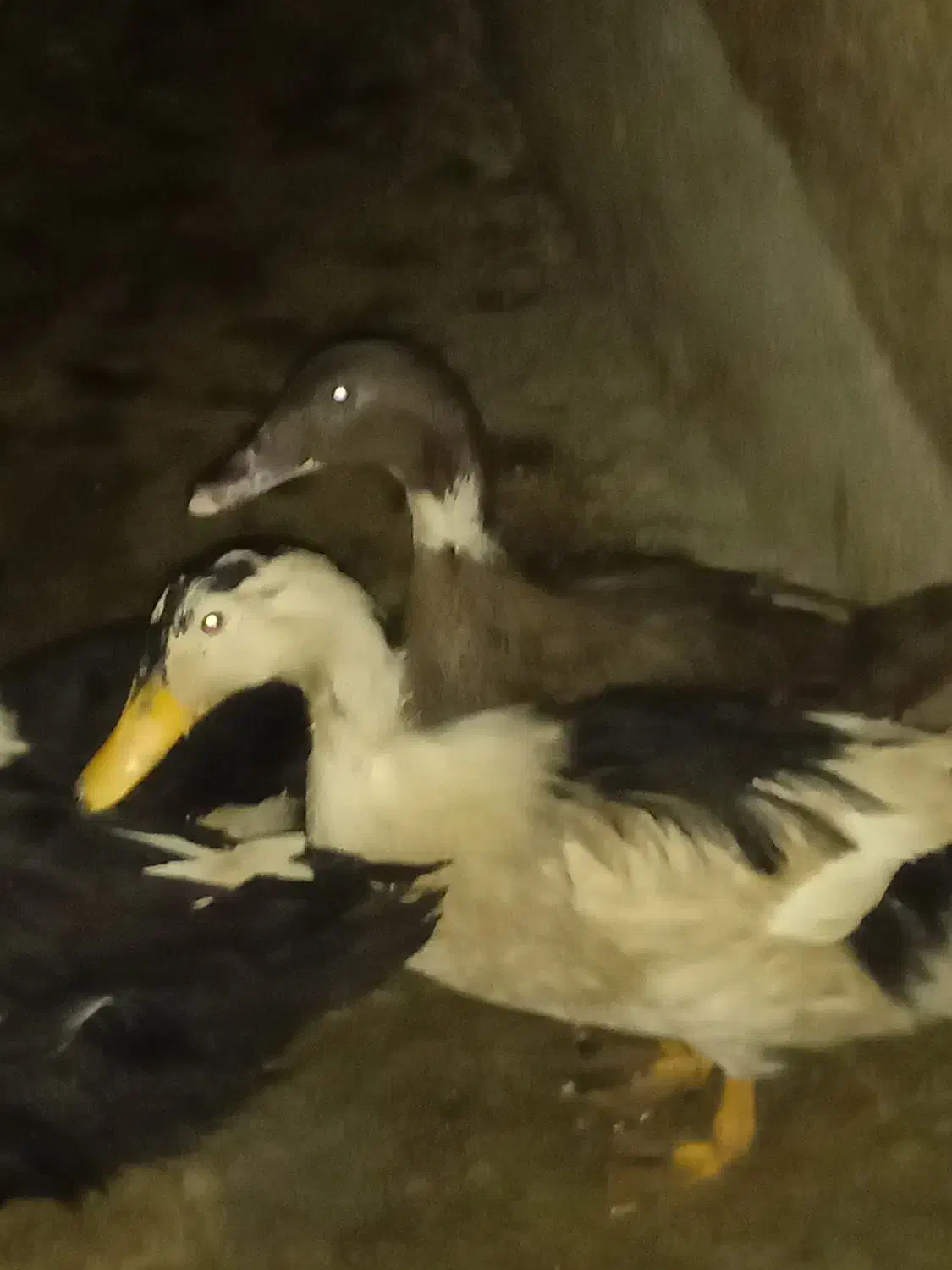 اردک محلی|حیوانات مزرعه|نگین شهر, |دیوار