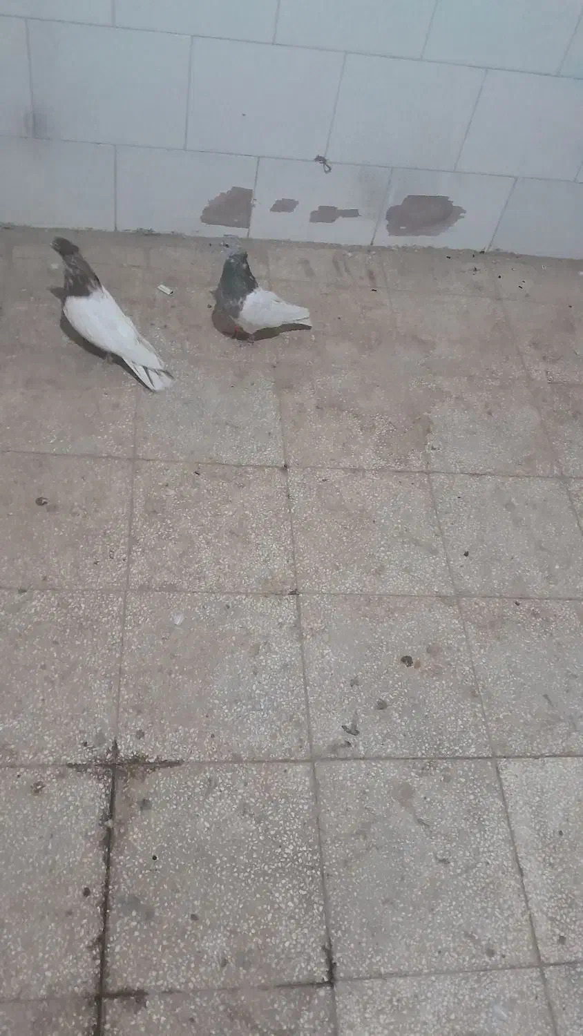 یک جفت کفتر کله|پرنده|مشکان, |دیوار