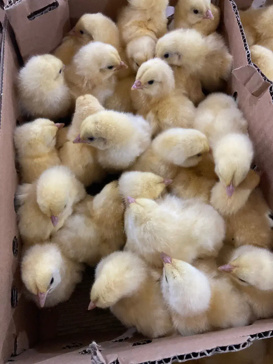 کارگرمرغداری|استخدام صنعتی، فنی، مهندسی|بندر گز, |دیوار