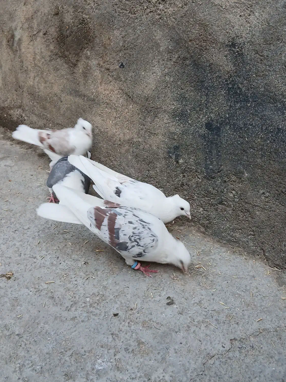 کبوتر پلنگ نباتی|پرنده|سیلاخور, |دیوار