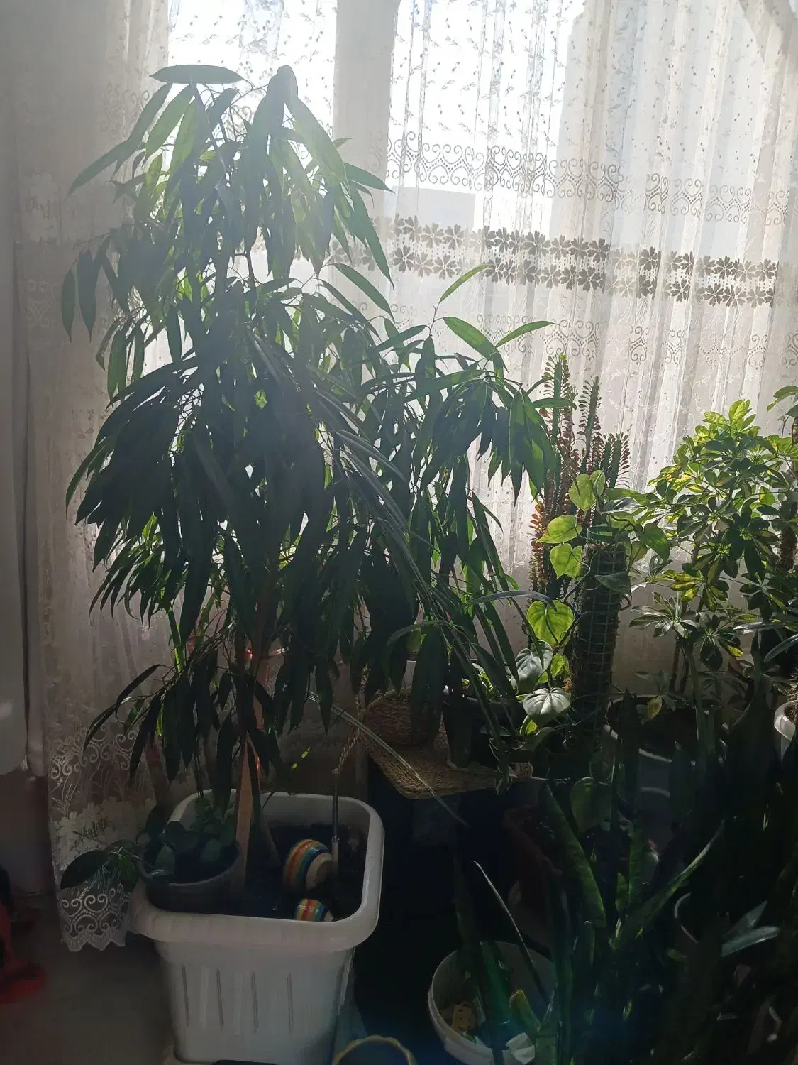 گل سانسوریا مهتابی ،پاکوتاه ، یوکا وآمستل،|گل و گیاه طبیعی|مشهد, بهاران|دیوار