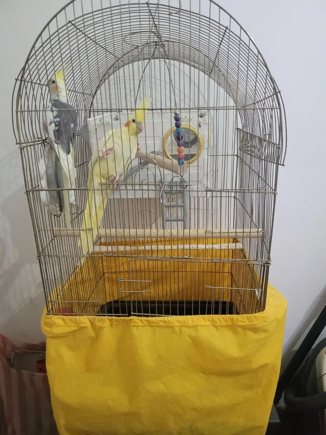 فروش عروس هلندی جفت نرو ماده|پرنده|ماهدشت, |دیوار