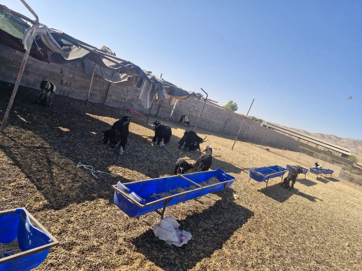 فروشی بز|حیوانات مزرعه|ایذه, |دیوار