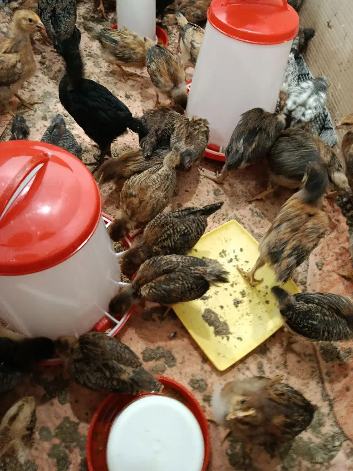 جوجه گلپایگانی چهل روزه|حیوانات مزرعه|قائم‌شهر, |دیوار