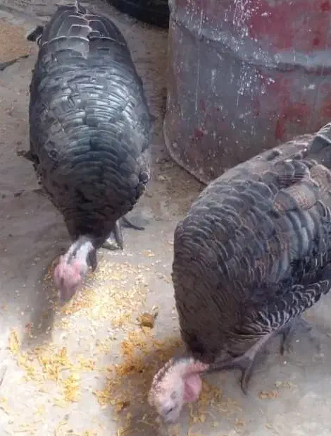 بوقلمو|حیوانات مزرعه|کرمان, |دیوار