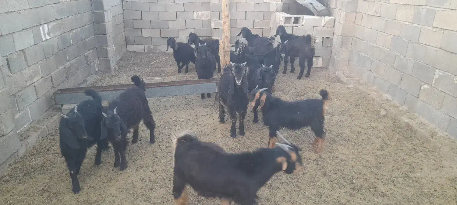 کهره ریزصادراتی|حیوانات مزرعه|جهرم, |دیوار