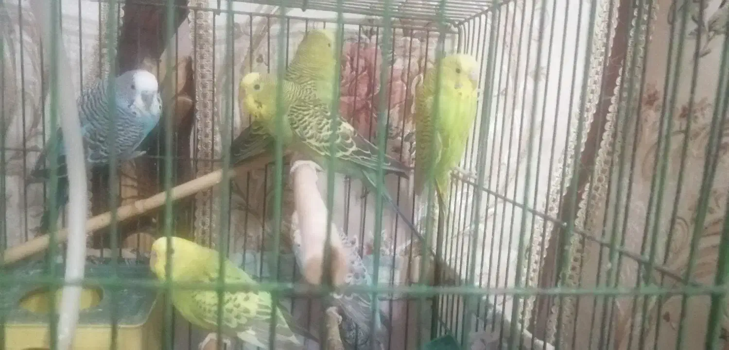 مرغ عشق|پرنده|قرچک, باقرآباد|دیوار