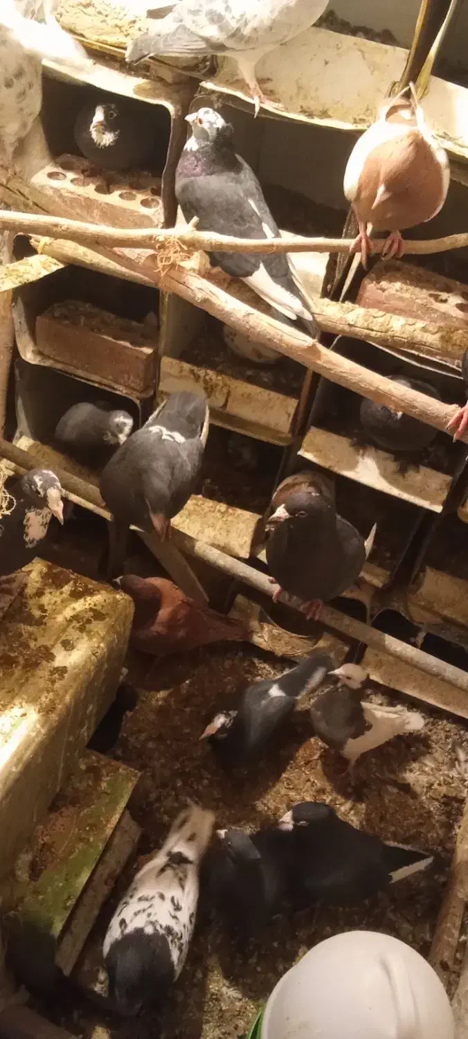 ۷یا۹جفت پلنگ چندجفت کلاغ یک جفت سینیهمه باهم|پرنده|بردسیر, |دیوار