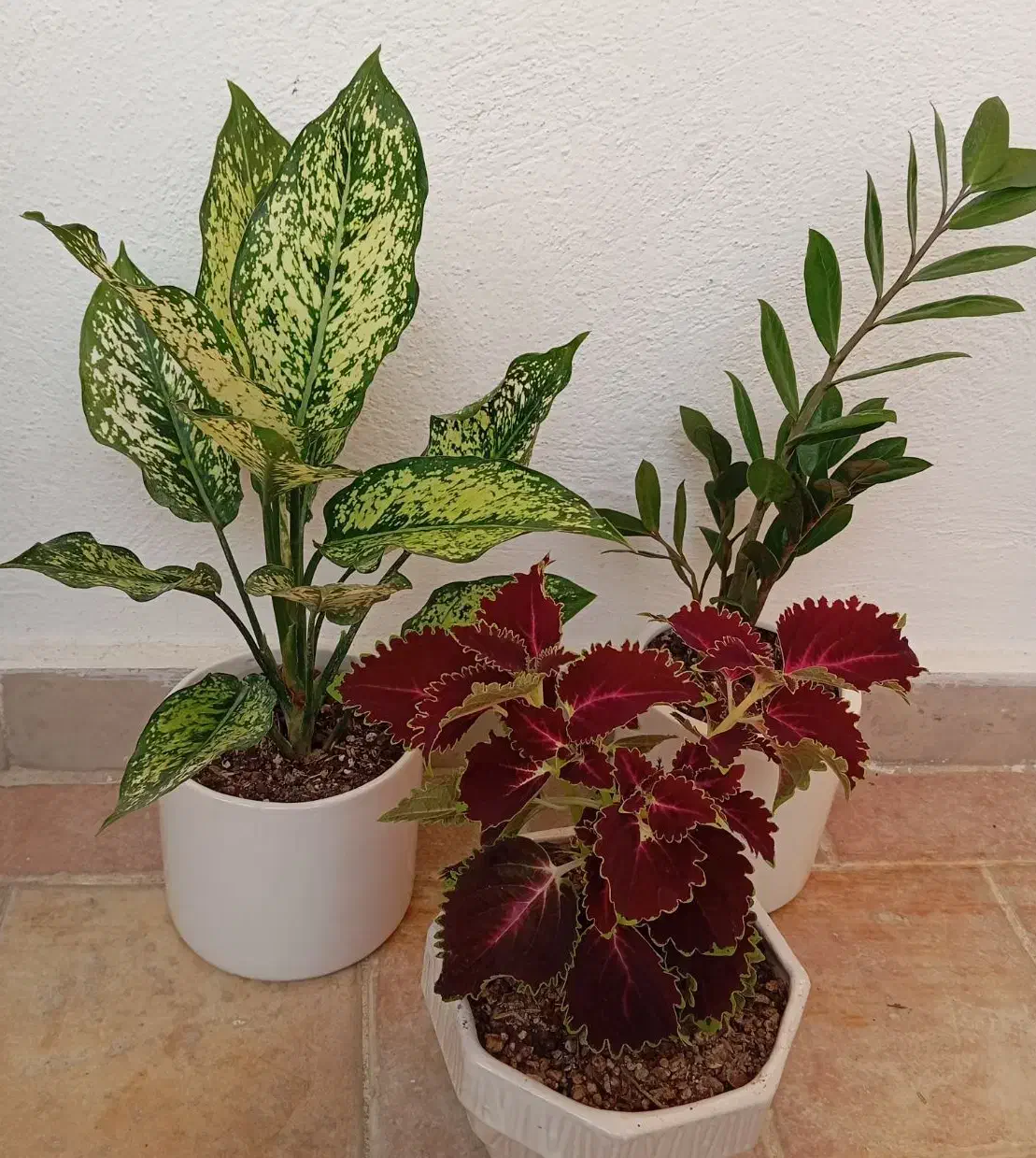 گل طبیعی با گلدان سرامیکی|گل و گیاه طبیعی|زنجان, |دیوار