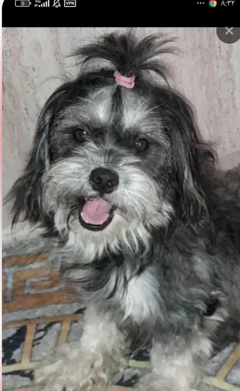 سگ پاکوتاه پشمی|سگ|بندرعباس, |دیوار