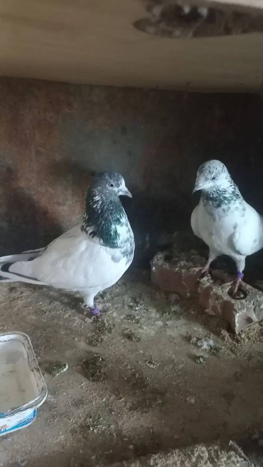 کبوتر خارجی|پرنده|رشت, استقامت ۱|دیوار