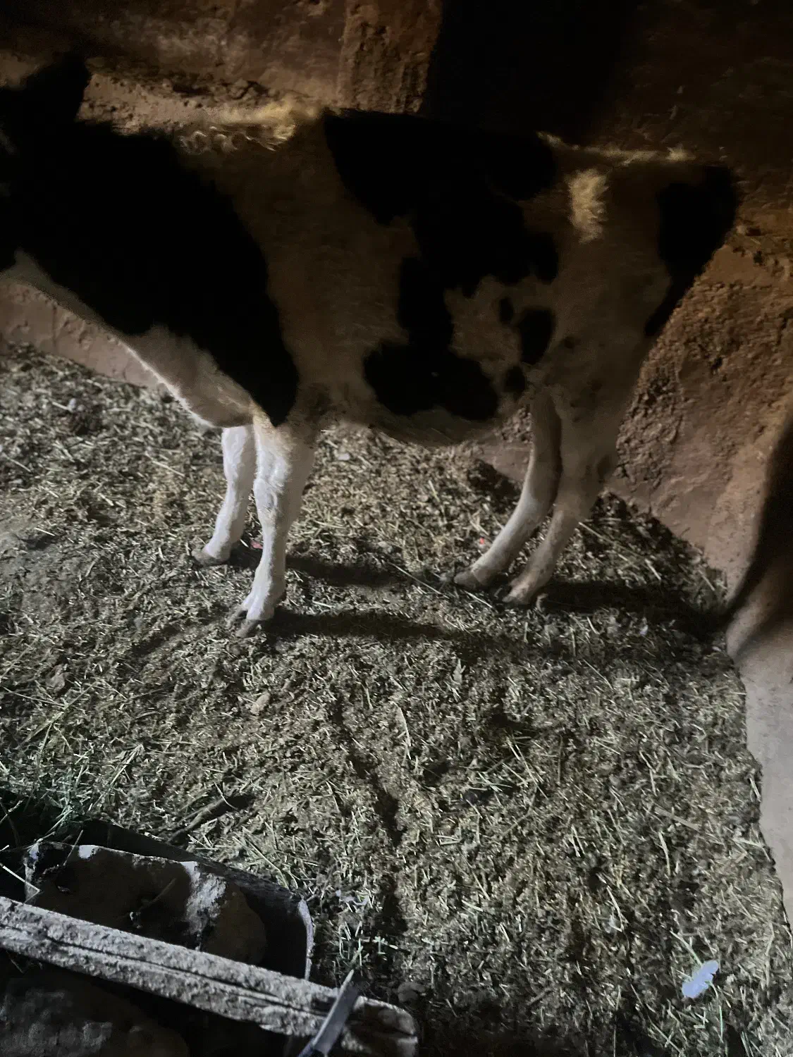 یک گوساله اصلاح شده داشتی|حیوانات مزرعه|ماهان, |دیوار