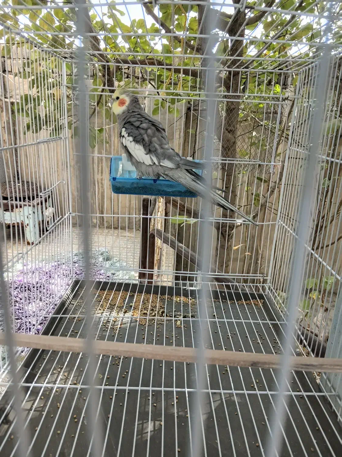 عروس هلندی سخنگو|پرنده|زاوه, |دیوار