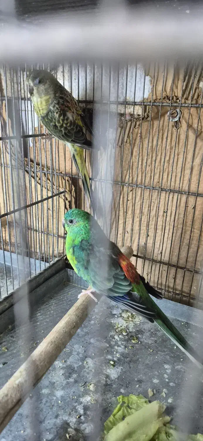 طوطی آوازه خوان|پرنده|اهواز, زندوکیلی|دیوار