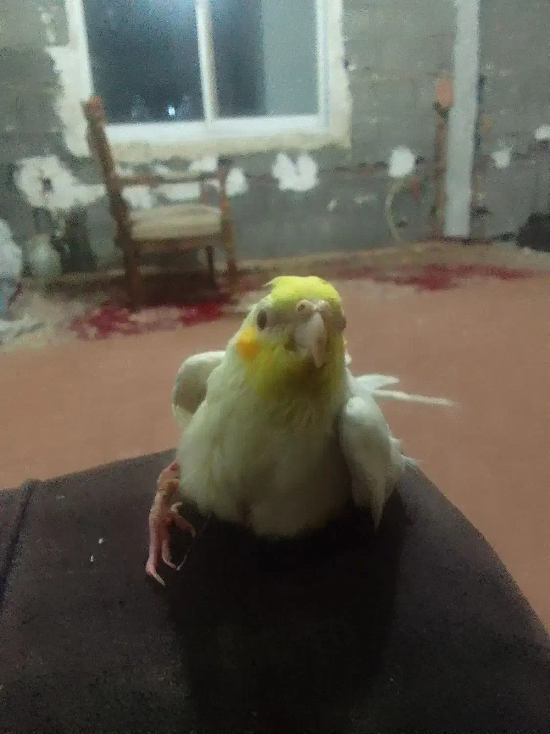 پرنده دستی بامزه|پرنده|هادی شهر, |دیوار